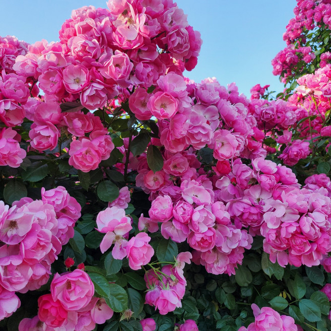 덩굴장미묘목 안젤라 넝쿨 줄장미 울타리 아치, 1개, 안젤라(핑크)