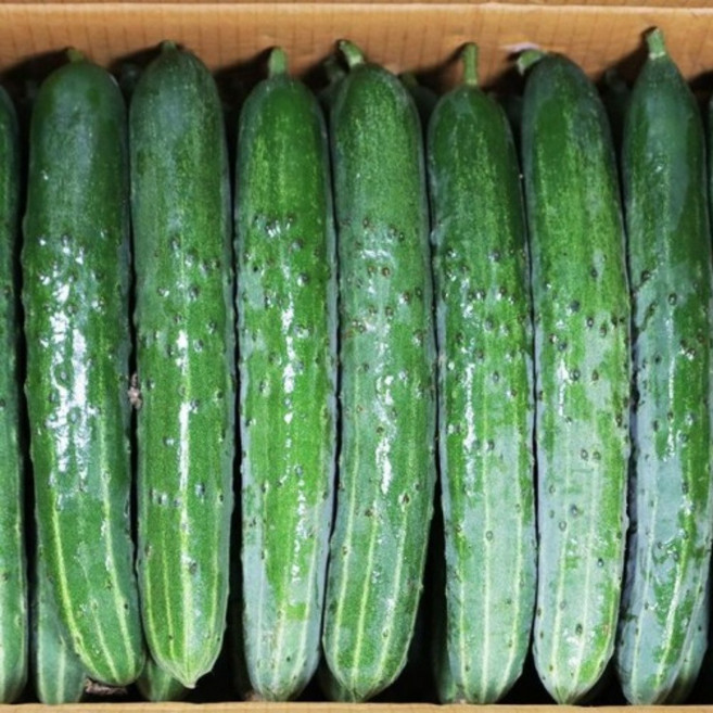 국내산 오이 청오이 취청오이 특품, 1개, 취청특품 1kg