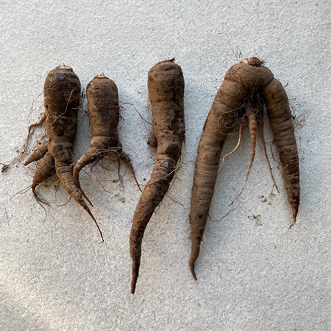 당근 제주 구좌 못난이 자색당근, 5kg, 1개