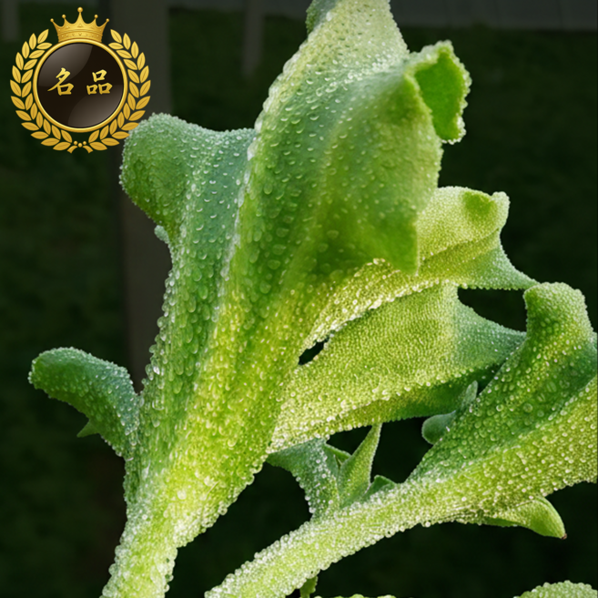 짭조름한 감칠맛 아이스플랜트, 1개, 1kg