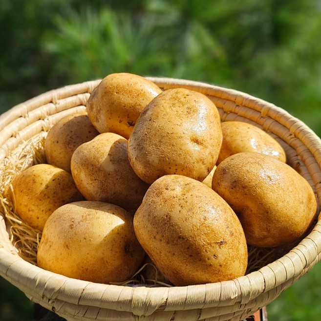 국내산 2026 햇감자 강원도 대사이즈, 1개, 강원도 감자 2kg [대]