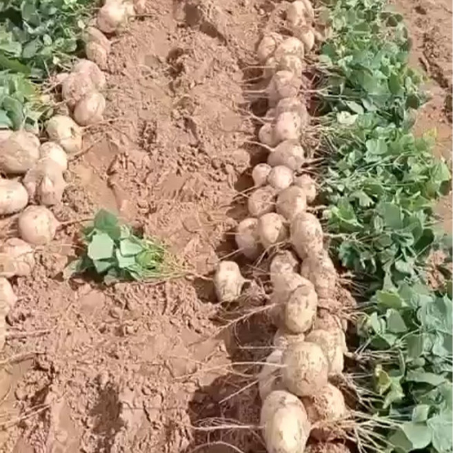 베트남 히카마 아삭 달콤한 슈퍼푸드 멕시코감자 얌빈 감자, 1박스, 베트남 히카마 5kg