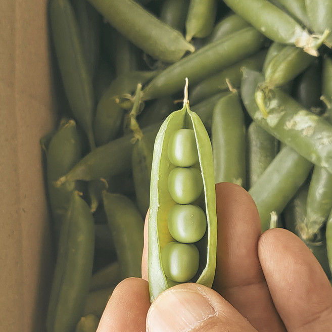 레브 국내산 하우스 껍질 생 완두콩 껍질완두콩, 1개, 1kg