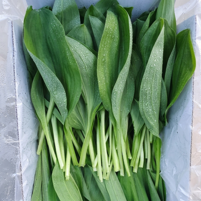 프리미엄 강원도 명이나물 산마늘 당일수확 산지직송 1kg, 1박스