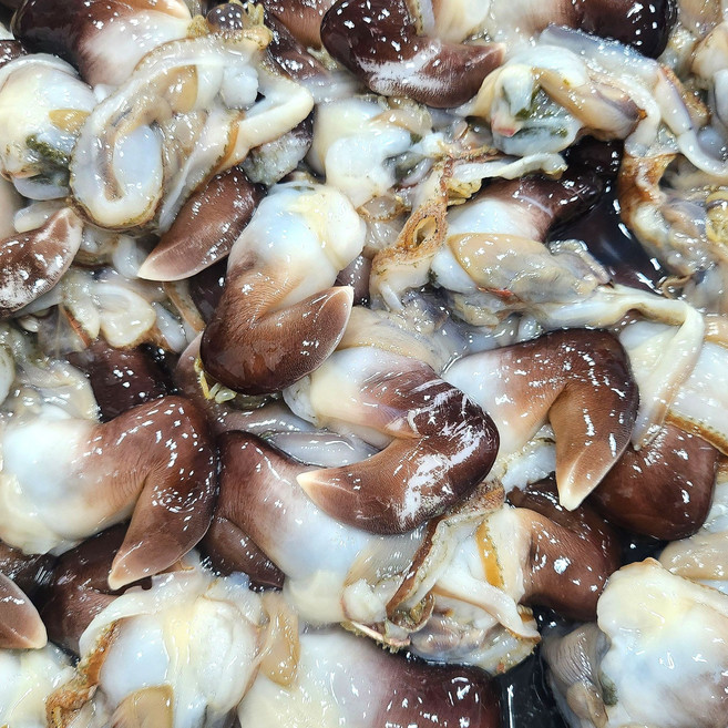 제철 여수 초코 새조개 샤브샤브용 신선한 새조개 산지직송, 1개, 200g