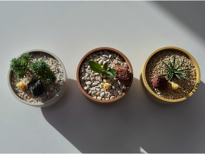 키우기 쉬운 식물 미니 화분 체험 키트 어린왕자 바오밥나무 다육식물 데스크테리어 선물상자, 히든사바나