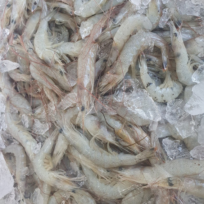 선주직송 여수 급냉 중하새우, 1박스, 2kg (200미 내외)