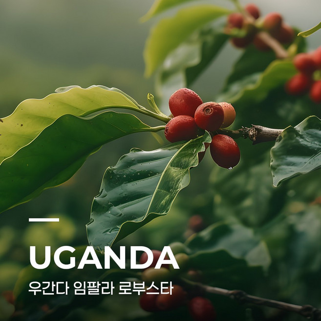 캅카와 우간다 임팔라 로부스타 생두커피 5kg, 1개