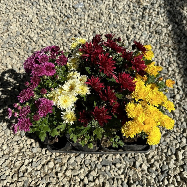 국화 월동국화 노지월동국화 다년생국화 단색 5개세트, 5개, 노랑