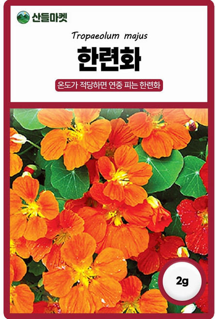 다농 한련화 씨앗 2g 금련화 꽃씨 야생화 종자, 1개