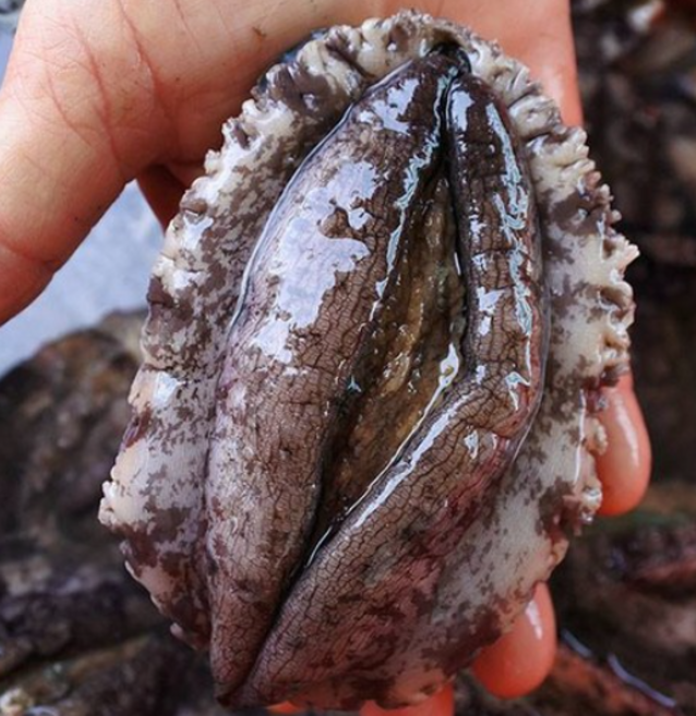 싱싱해 활전복 11-13미 (중대) 생산자직송 산소포장, 1박스, (11-13미) x 1.5kg