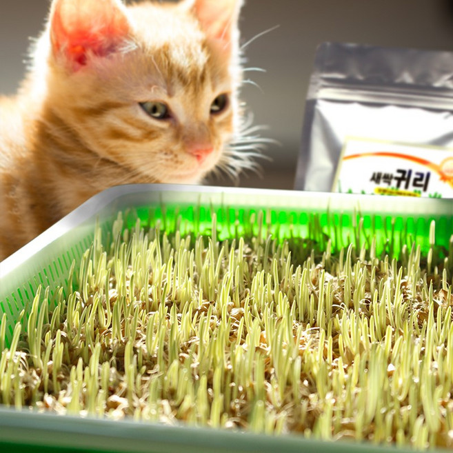 멍냥이랑 캣그라스 수경재배 키트 뚜껑형, 새싹귀리300g