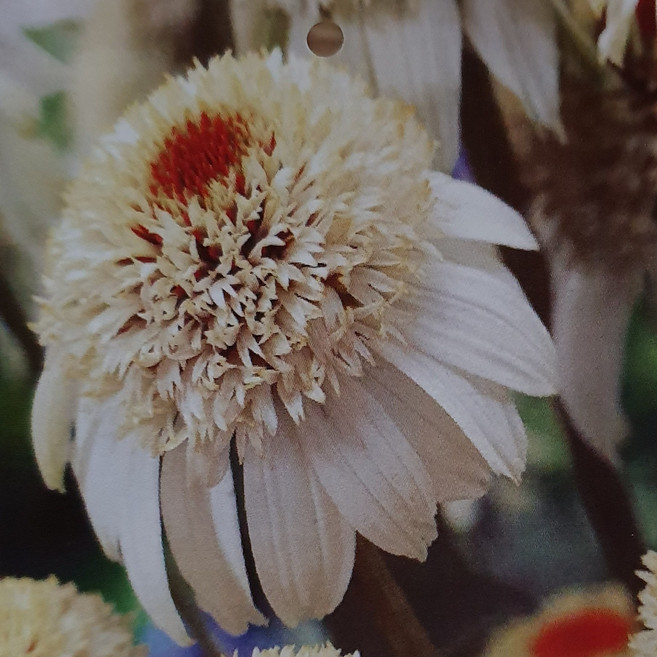 야생화피어나라플라워 겹에키네시아 (밀크쉐이크), 1개