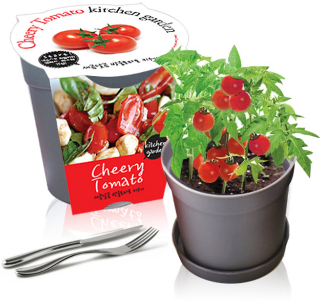 컬러키친가든 텃밭세트, 방울토마토(그레이)