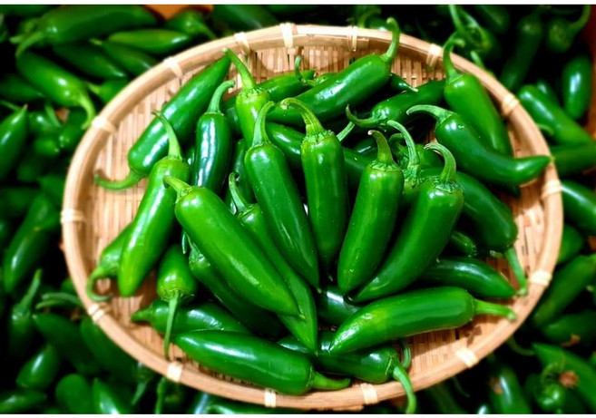 (가락시장까망콩)농가에서 바로 따서 보내드리는 단짠 단짠 장아찌용 할라피뇨(퍼팩트 아삭이고추) 3kg, 1개