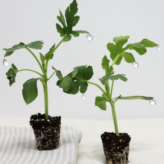 원예용 자몽수박 모종 5주