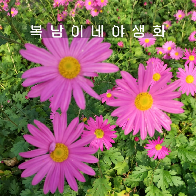 진분홍 구절초 [4포트 복남이네야생화 모종 국화], 1개
