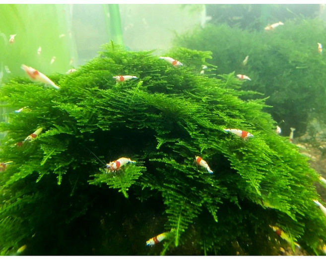 수초킹 키우기 쉬운 초보수초 삼각모스 (자와모스) 5cm*5cm 활착판, 1개