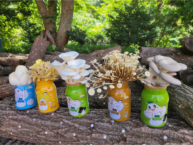 쑥쑥 버섯키우기 키트 광구병 대용량 애완 반려 버섯, 1세트, 쑥쑥흑느타리버섯