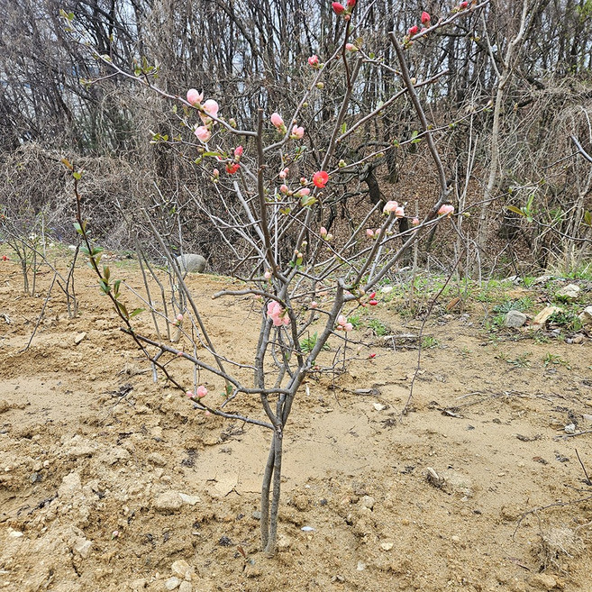 일월성 명자나무 (중묘) 분재 특수목 조경수