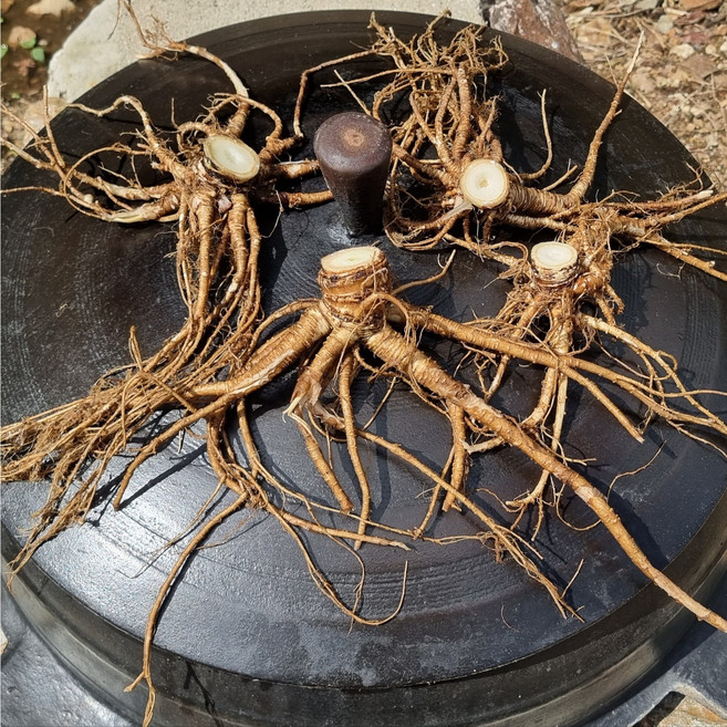 오지마을 야생 참당귀 직접채취 뿌리만 봐도 야생임을 알수있어여, 1개, 100g