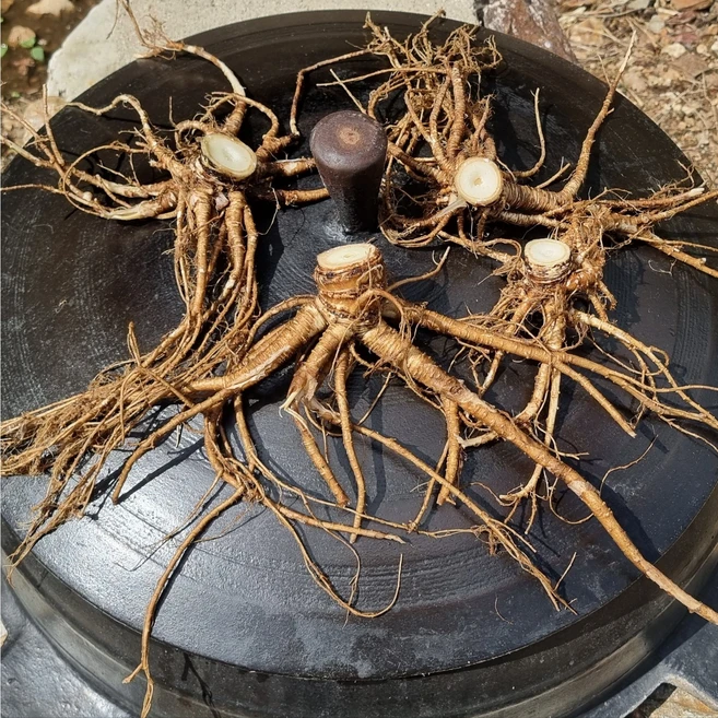 오지마을 야생 참당귀 직접채취 뿌리만 봐도 야생임을 알수있어여, 1개, 100g - 쿠팡