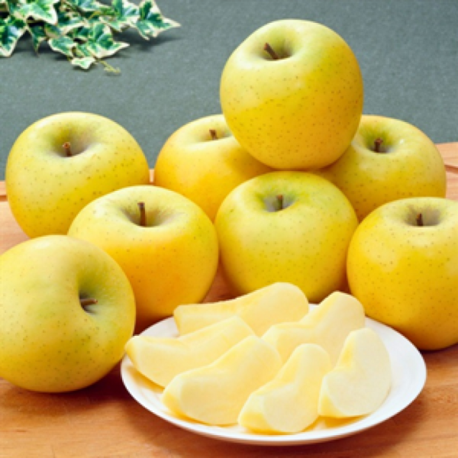 [천상의 맛 시리즈] 황금빛 노란 사과 프리미엄 시나노골드, 1개, 대과 3kg (5-8과)