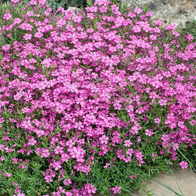 꽃잔디 쿠라피아 묘목 40포트묘 꽃모종 (특묘), 1개, 꽃잔디 - 백설 3월입고예정