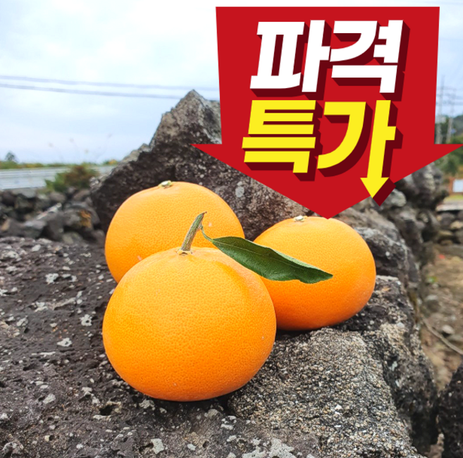 <가람> 제주 산지직송 고당도 천혜향 새콤달콤 과즙팡 제주천혜향, 1박스, 소과 9kg