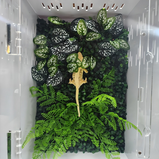 렙티언즈 크레스티드 게코 백스크린 플랜트 타입, 30x30x45cm, 1개