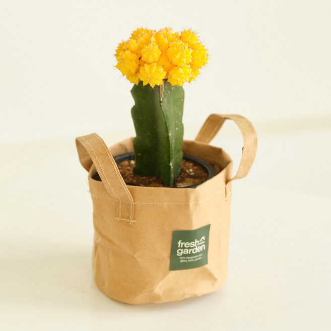 프레시가든 소형 식물모음전20종(10cm), 비모란(옐로우), 빈티지커버S