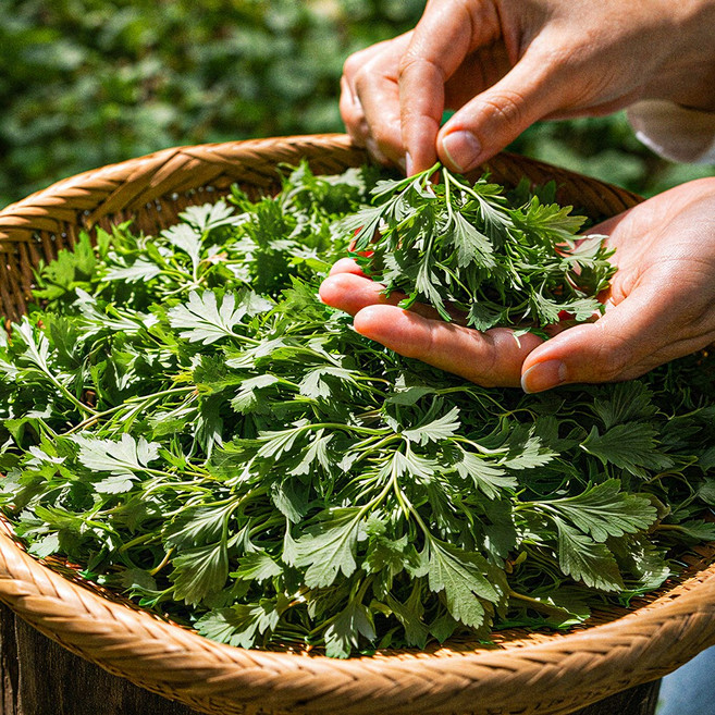 거문도 해풍쑥 어린 생쑥 향이 진한 프리미엄 제철쑥, 1개, 4kg