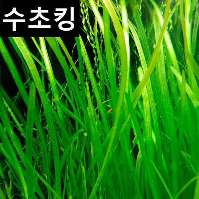 [수초킹] 키우기 쉬운 초보수초 발리스네리아, 15개