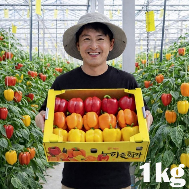 [타임특가 15% 할인] 산지 직송 신선하고 아삭한 맛! 고당도 파프리카, 1박스, 파프리카(색상랜덤) 1kg