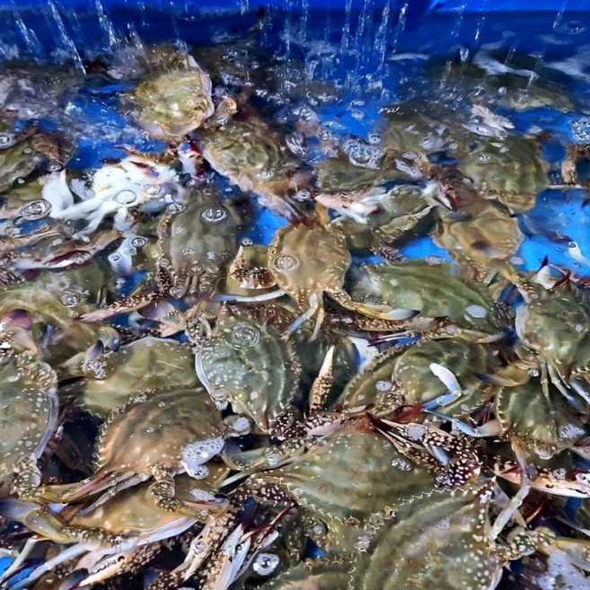 연평도 암꽃게 태안 국내산 급냉 수율보장, 1개, 1kg(3~5미)