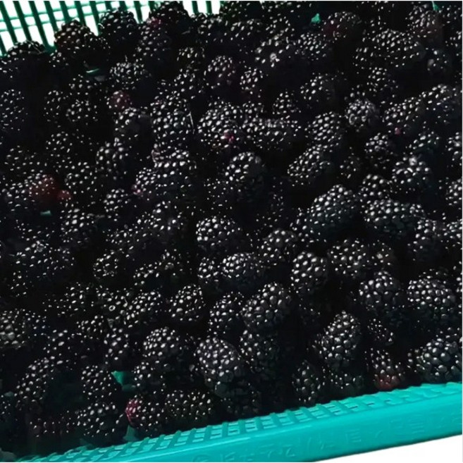 햇 복분자 5kg 10kg 해풍맞아 맛이 더 진한 좋은 슈퍼복분자(급속냉동), 1박스, 3kg