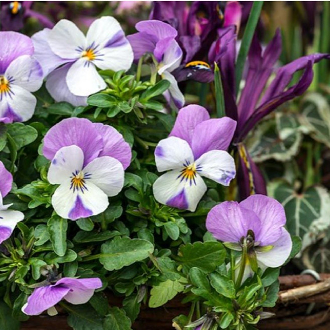 비올라 핑크윙 일년초 봄장기개화 식용꽃 10cm포트묘 꽃심야생화, 6개