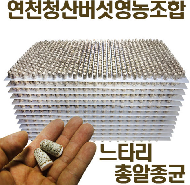 느타리종균 버섯키우기 총알 성형종균 607구, 1개