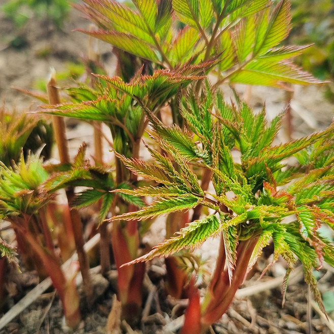 향긋한 고산지내 삼나물 눈개승마 눈개승마나물, 1개, 2kg