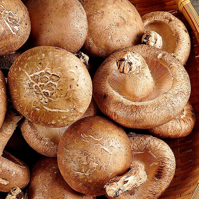 무농약 생 표고버섯 상품 2kg, 1개