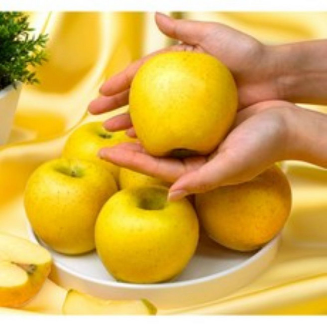 경북직송 시나노골드 황금사과 꿀사과, 1개, 특) 중대과 5KG (17-22과)