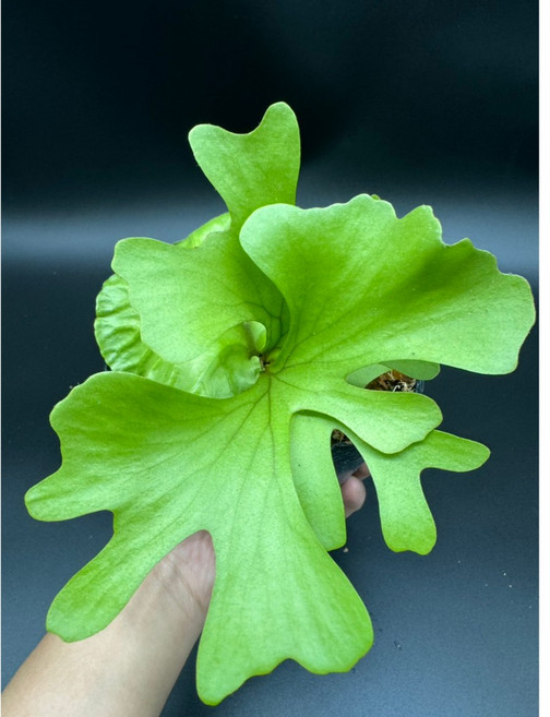 金功夫植物園 寬葉亞猴'摩天輪'盆栽，室內綠植盆栽，美化環境，增加生活樂趣, 1個, 1顆4吋有手有臉 寬葉亞猴'摩天輪