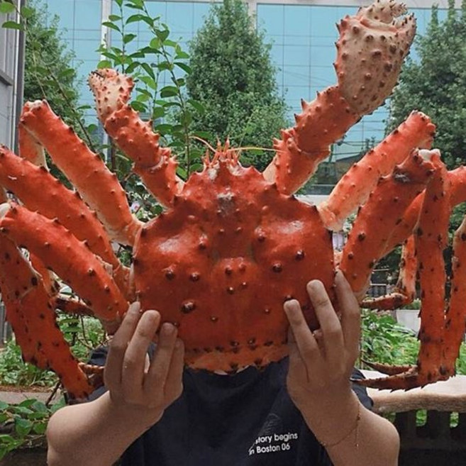 농산애 수율 80~90% 러시아 브라운 블루 레드 활 선어 자숙 킹크랩, 1박스, 자숙 2kg