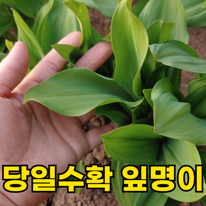 [200박스한정특가] 국산 생 명이나물 산마늘, 2kg, 1박스