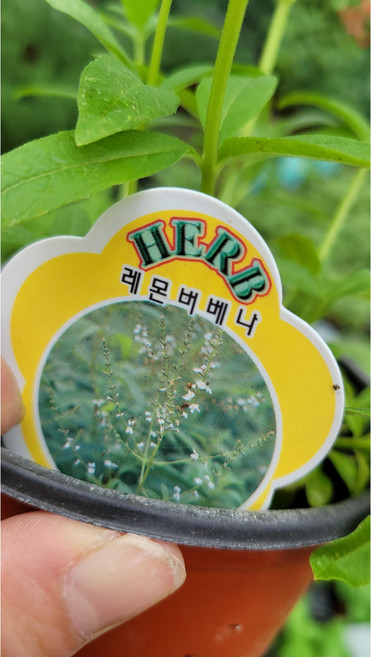 허브 레몬버베나 소 10000신상품 랜덤 공기정화식물/미세먼지/공기정화효과 공기정화식물, 1개