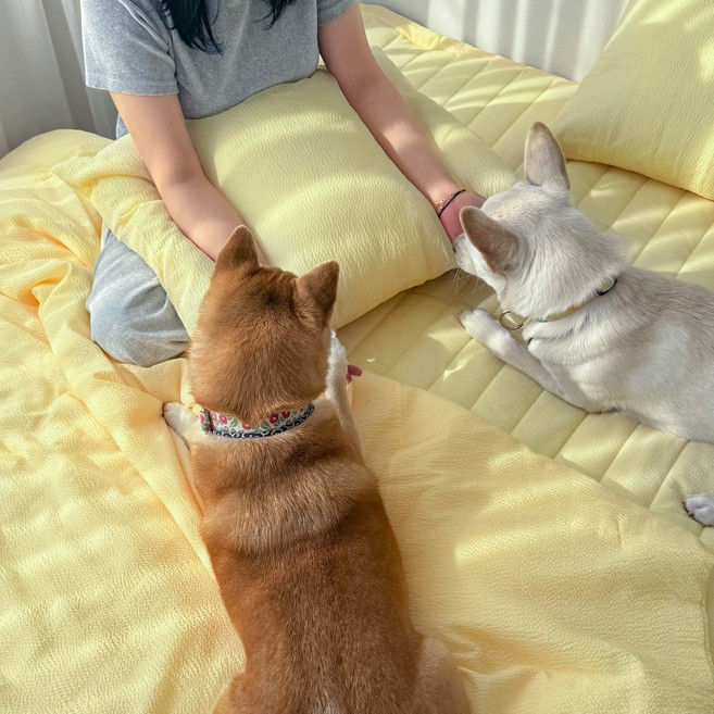 온기브 위드펫 냉감 발톱걸림 털박힘 차단 여름 반려동물 차렵이불 세트(SS/Q)