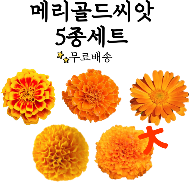 메리골드 씨앗 5종세트 아프리칸메리골드 프렌치메리골드 금잔화 오리지날메리골드 씨앗 종자, 1개