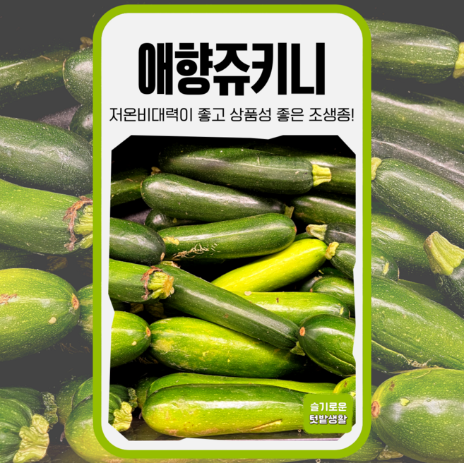 애향 쥬키니 씨앗 30립 세계종묘 종자 모종 씨 작물 야채 채소 호박씨앗, 1개