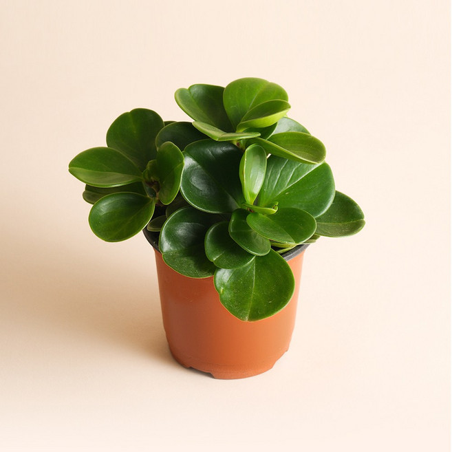 벨라가든 페페로미아 청페페 공기정화 미니식물 인테리어 화분 플랜테리어 반려 식물, 1개