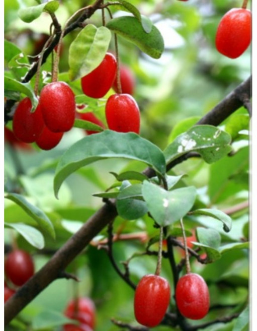 보리수나무 묘목 2년생, 1개